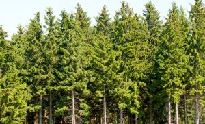 The USDA recently announced it will fund projects that support the expansion of wood products and wood energy markets. 